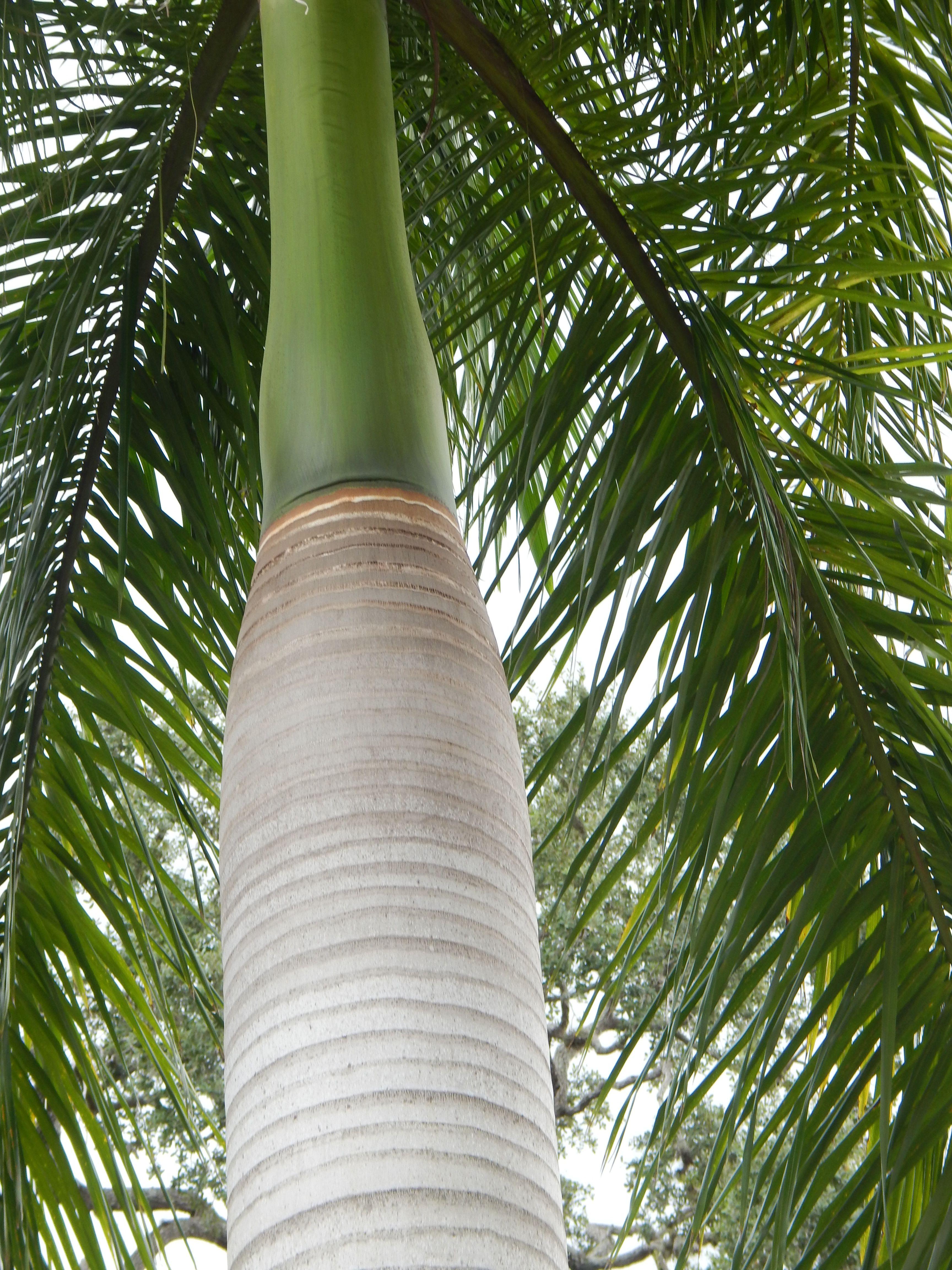Royal Palm